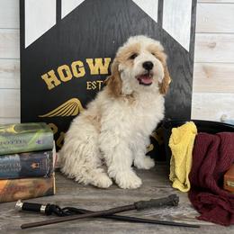 Goldendoodle and Poodle Puppies from Krispydoodle