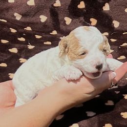 Rubble - Blenheim male Cavapoo puppy in Fort Worth, Texas from Creekwood Miniature Cavapoos
