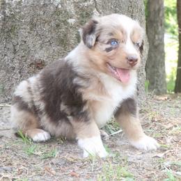 June-Bug - Red merle male Australian Shepherd puppy in Macon, Georgia from Shaina’s Shepherds