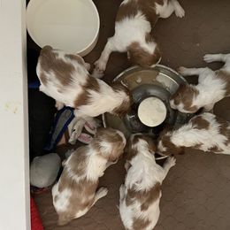Brittanys, Miniature American Shepherds, and Russell Terriers from Katelyn M Ford