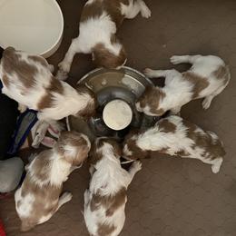 Brittanys, Miniature American Shepherds, and Russell Terriers from Katelyn M Ford