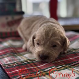 Cookie Crumb - Apricot male Goldendoodle puppy in Greenville, North Carolina from ENC Goldendoodles