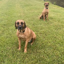 Rhodesian Ridgebacks from Ridgeback Farm