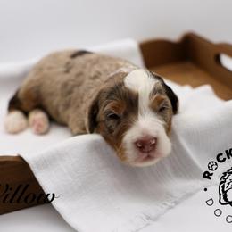Willow - Chocolate merle female Bernedoodle puppy in Edmond, Oklahoma from Rock N Roll Doodles