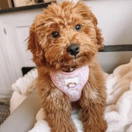 Goldendoodle Puppies from Proctor’s Petite Goldendoodles