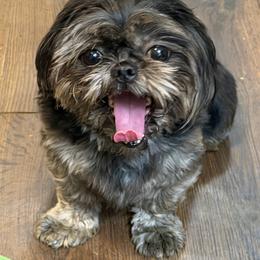 Betty - Shih Tzu