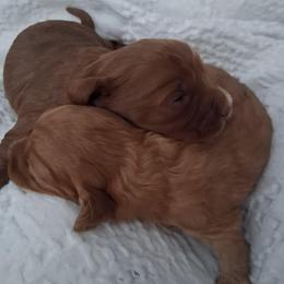 Buzz - Red male Cavapoo puppy in Centerton, Arkansas from Velvet Paws Cavapoos