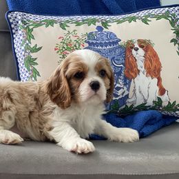 Boy 4 - Blenheim Cavalier King Charles Spaniel puppy in Mt. Ulla, North Carolina from Divine Cavaliers