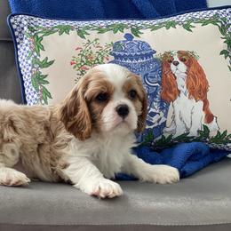 Boy 4 - Blenheim Cavalier King Charles Spaniel puppy in Mt. Ulla, North Carolina from Divine Cavaliers