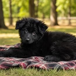 W5 Collar - Black female German Shepherd puppy in Casscoe, Arkansas from Crown H Shepherds