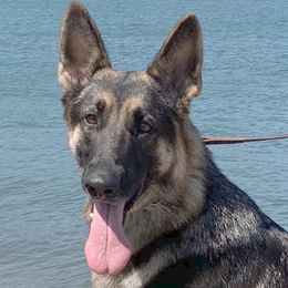 Angel - German Shepherd