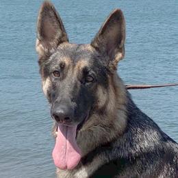 Angel - German Shepherd