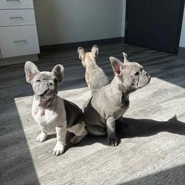 French Bulldog Puppies from Tuscaloosa Frenchies