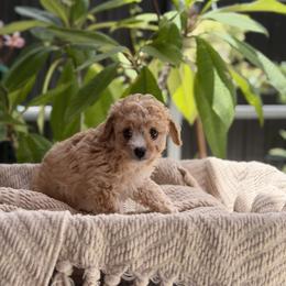 Iggy - Apricot male Cavapoo puppy in Davie, Florida from Loyal Paws 4 Life