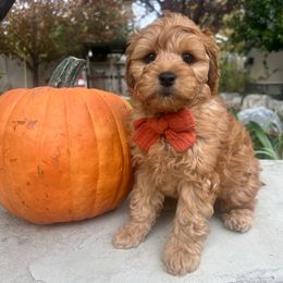 Ash - Apricot male Cavapoo puppy in West Jordan, Utah from Ruby's Cavapoos