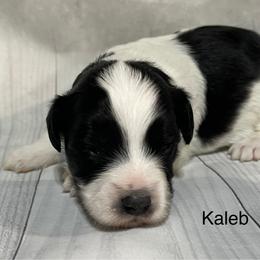 Kaleb - Black and white male Aussiedoodle puppy in Lebanon, Missouri from Cobbs Creek Canines