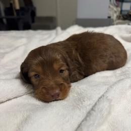 Forest - Sable male Dachshund puppy in Camdenton, Missouri from Camden Line Dachshunds