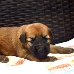 Spruce - Wheaten male Soft Coated Wheaten Terrier puppy in Kirksville, Missouri from Ironwood Ridge Kennels