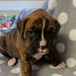 Boston Terriers and Boxers from Boxer and Boston Fanatic