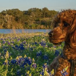 Poodles from Corduroy