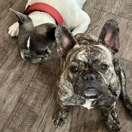 French Bulldogs from Irlbeck Farm