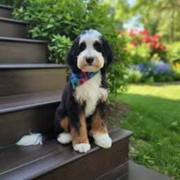 Rosie - Bernedoodle