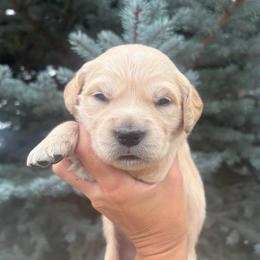 Silver Collar Girl 4 - Golden female Golden Retriever puppy in Salt Lake City, Utah from Deseret Peak Goldens