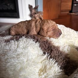 Chip - Red  male Goldendoodle puppy in Glen Daniel, West Virginia from Dani’s Doodles
