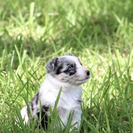 Border Collie Puppies from Bridges Border Collies