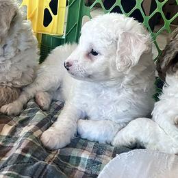 Bashful - Apricot female Aussiedoodle puppy in Springfield, Missouri from Doodle Dandy Bernedoodles & Aussiedoodles