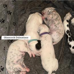 Dalmatian Puppies from Glasscock Dalmatians