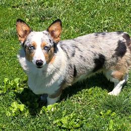 Lemon - American Corgi