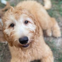 Goby - Red  Goldendoodle puppy in Humble, Texas from Texas Shine Doodles