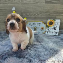Patch - Piebald female Dachshund puppy in Indianapolis, Indiana from Homegrown Hoosier Dachshunds