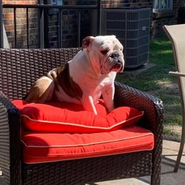 Maggie - Bulldog