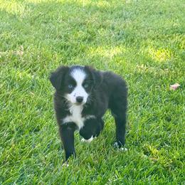 Phoebe - Black & white female Miniature Australian Shepherd puppy in California from Eagle River Aussies