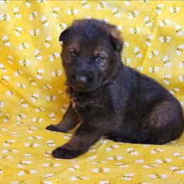 Girl 3 (White) - Sable female German Shepherd puppy in Genoa, Illinois from vom ehrenSchutz German Shepherds