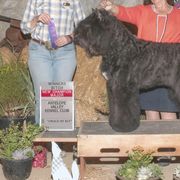 Bouvier des Flandres from Bon Chien Bouviers