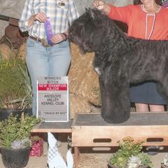 Bouvier des Flandres from Bon Chien Bouviers