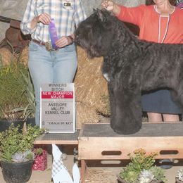 Bouvier des Flandres from Bon Chien Bouviers