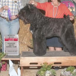 Bouvier des Flandres from Bon Chien Bouviers