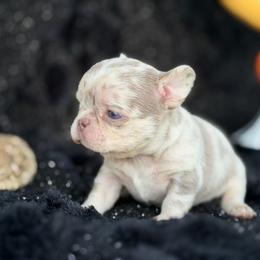 Colby - Merle male Chihuahua puppy in Newport Beach, California from Exotic City Pomeranians and chihuahuas