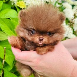 Latte - Chocolate female Pomeranian puppy in Waterloo, Indiana from Garcias Pomeranian