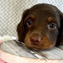 Dachshund Puppies from Snarky Doxy Miniature Dachshunds