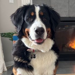Fiona - Bernese Mountain Dog