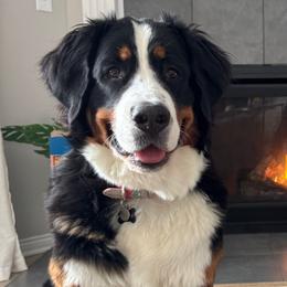 Fiona - Bernese Mountain Dog