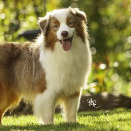 Mag - Miniature American Shepherd