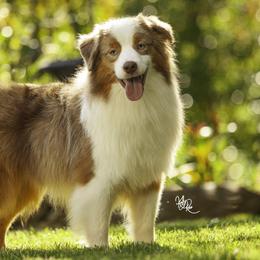 Mag - Miniature American Shepherd