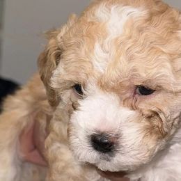 Cavapoos from Vaca’s Meadow, Connecticut