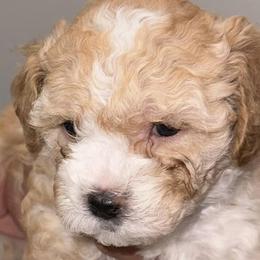 Cavapoos from Vaca’s Meadow, Connecticut